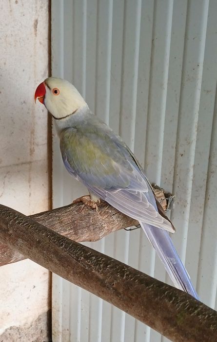 Ring neck violeta turquesa palido