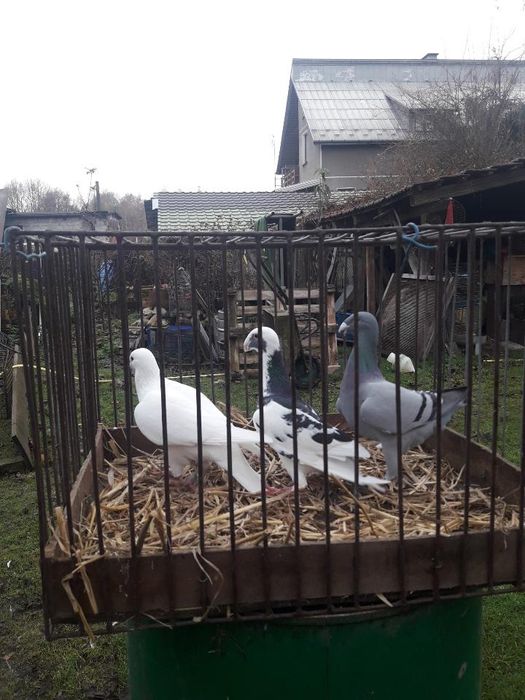 Gołąb wystawony niemiecki