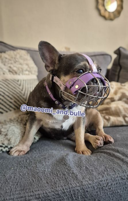 Fizjologiczny kaganiec dla psa brachycefalicznego