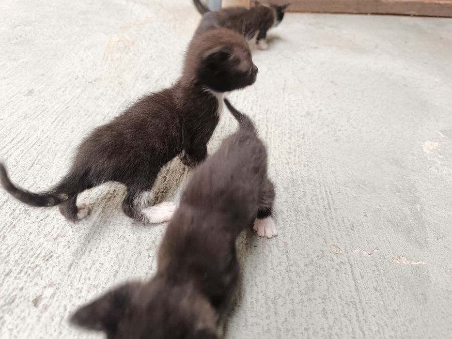 Gatinhas para doação