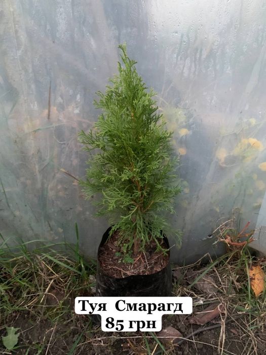 Туі різних видів