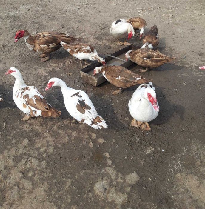 Інкубаційні яйця мускусної качки (шипуни)