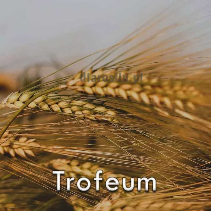 Jęczmień jary TROFEUM C/1 Materiał kwalifikowany