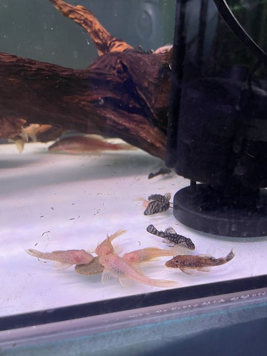 Ancistrus juvenis 3 tipos