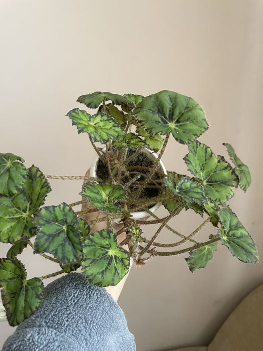 Вазони антуріум пальма фінікова бегонія колеус тещин язик