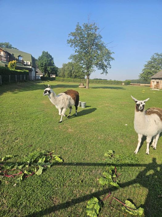 Sprzedam dwie lamy samce