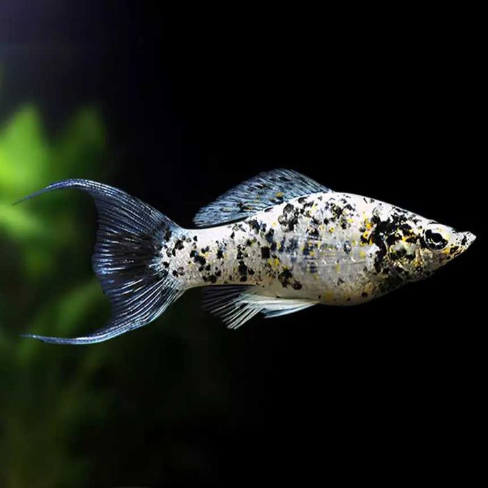 GB Molinezja Dalmatin, Dalmatyńczyk - dowóz ryb!