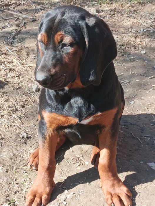 Suczka gończy polski