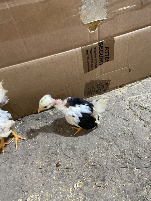 Nini garnizés jovens de varias cores