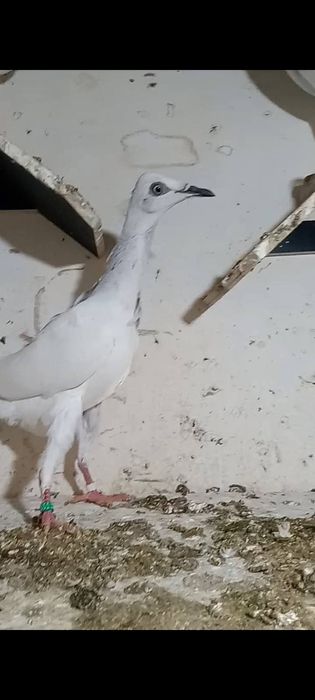 Sprzedam  dwie samice