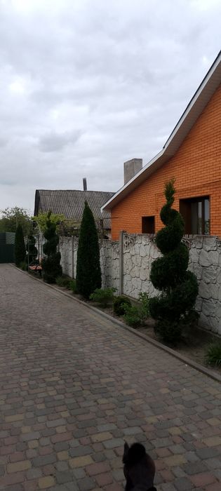 Догляд Туї кущі плодові Обрізка чистка,формування стрижка