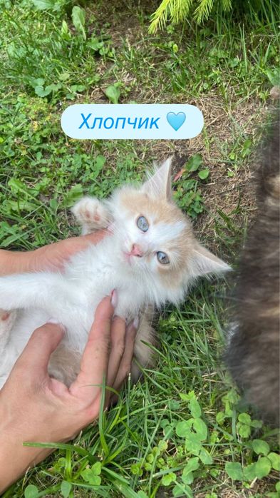 Віддаються кошенятя