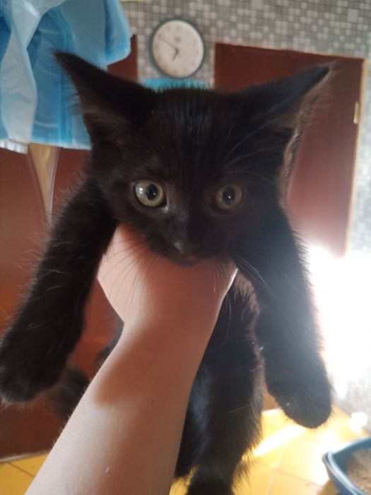 КОТЯТА ВІД британської КІШКИ