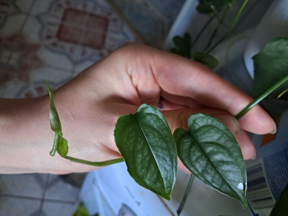 Monstera siltepecana cieta