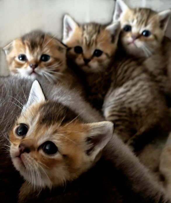 Котята британцы
