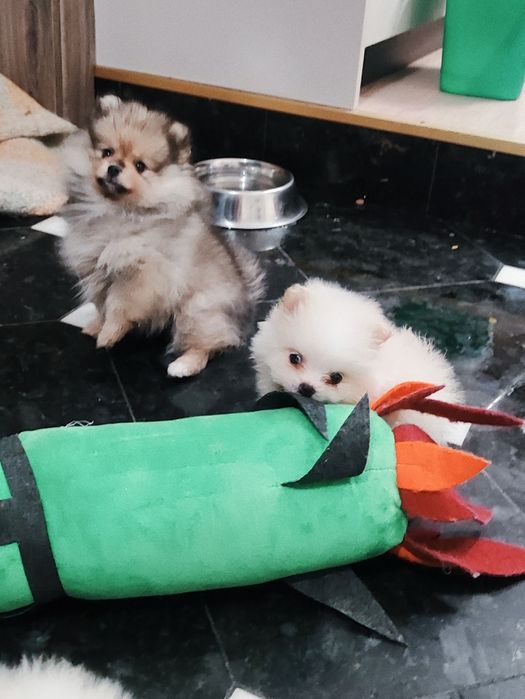 Малючки! Продаж .