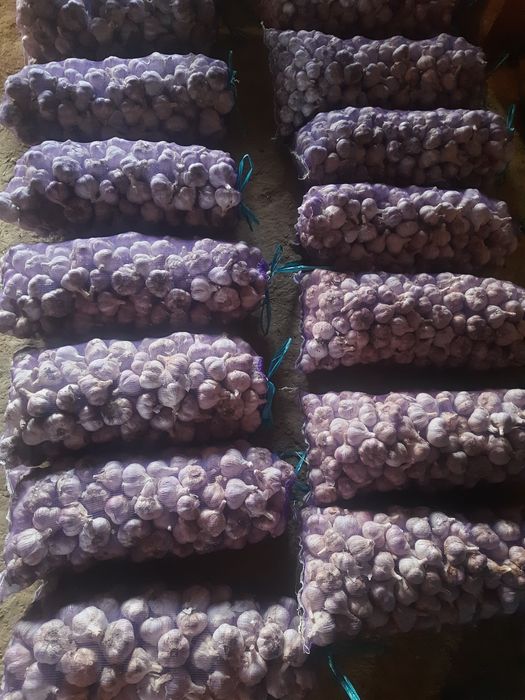 Часник великий і малий, сорт "Ірен"