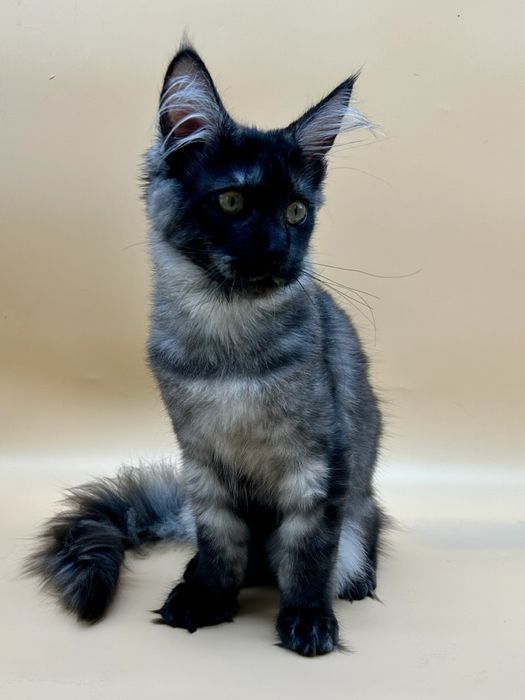 Мейн кун  котенок девочка черный дым с документами питомник