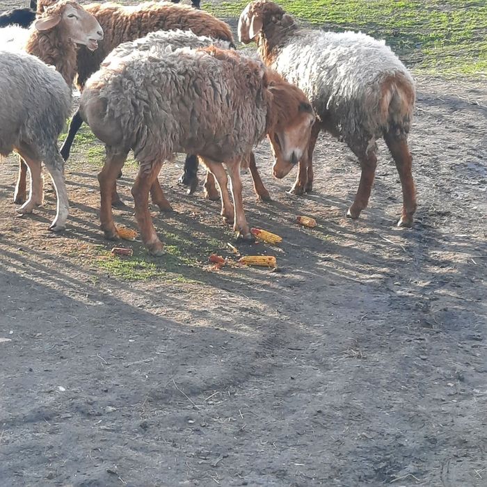 Продам барани курдючні