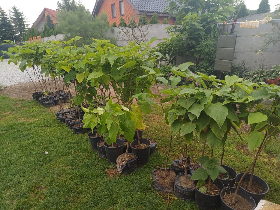 Sadzonki kapalty od 80cm do 180cm