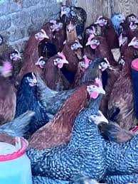 Kury NIOSKI Rosa1 Messa Dominant Tetra Leghorn ! ZAPRASZAM DOWÓZ !