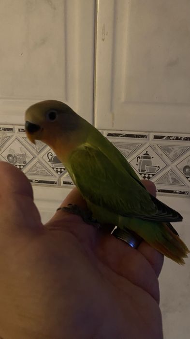 Agapornis domesticado- Femea