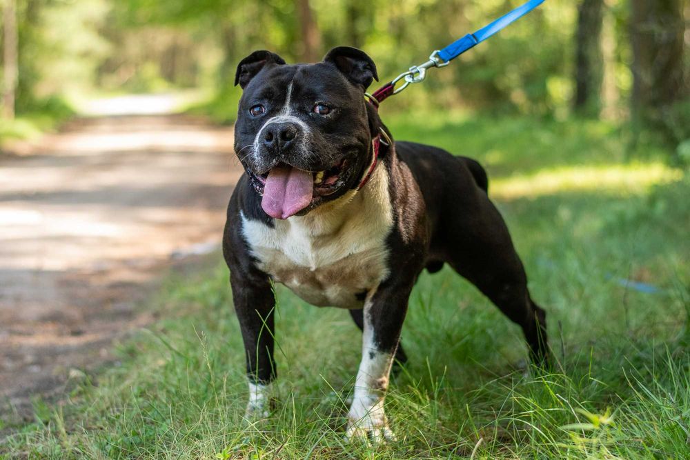 Bono szuka domu i swojego człowieka