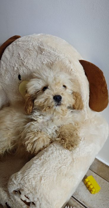 **Cavapoo ** cudowny chłopiec!