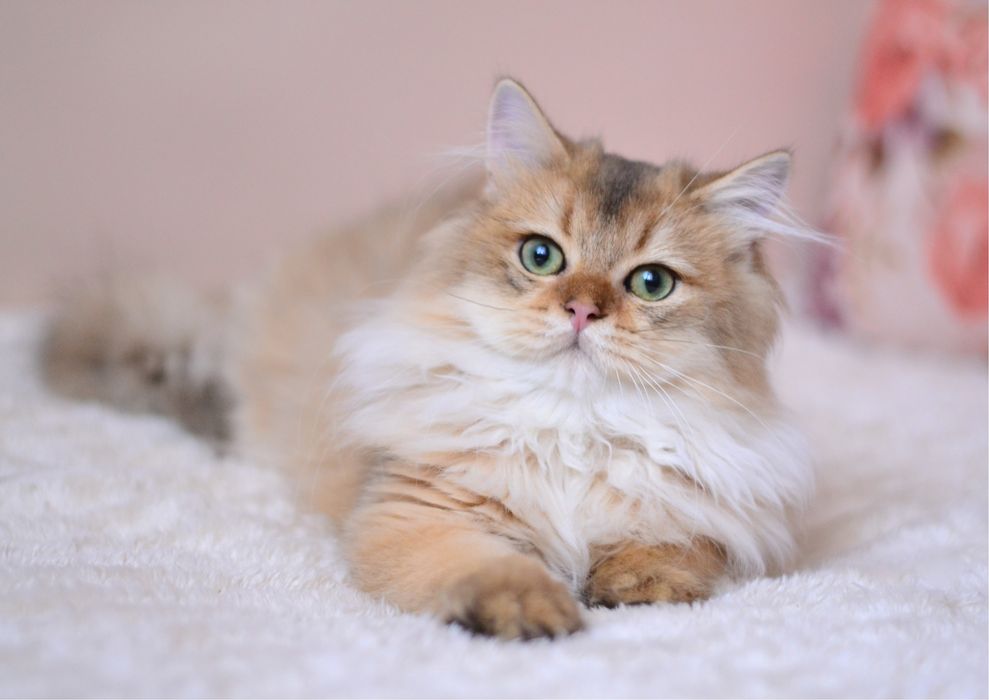 Шикарний британець