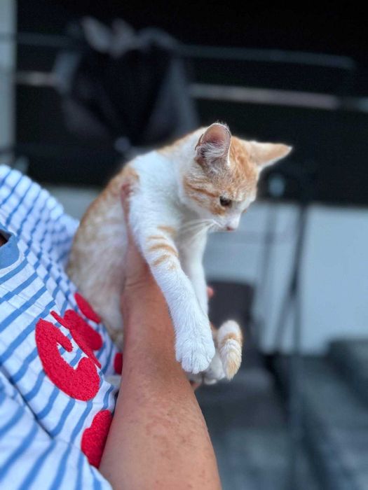 Dwa cudowne miziaste kociaki – wspólna adopcja mile widziana <3