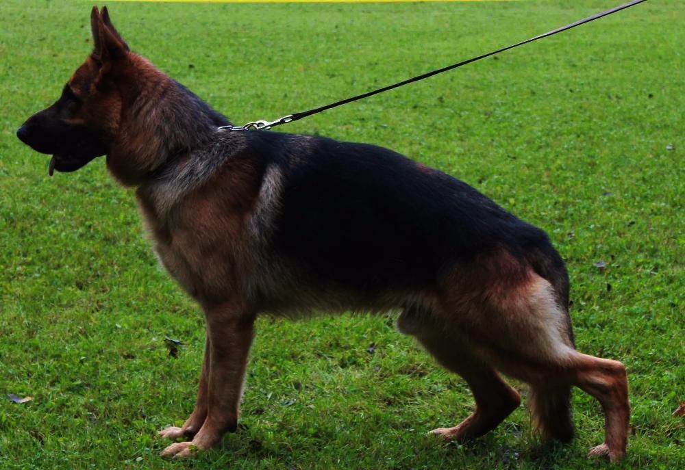 Чистопородные с сильнейшими рабочими качествами!