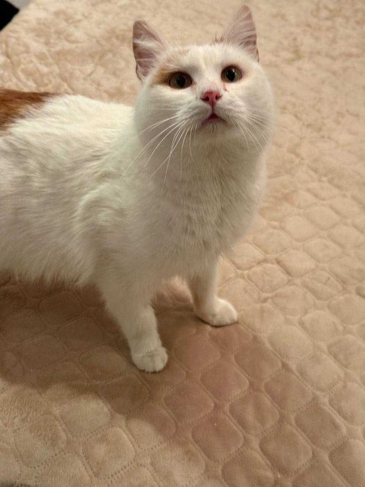 ніжний кіт,дуже лагідний котусик ,молодий котик