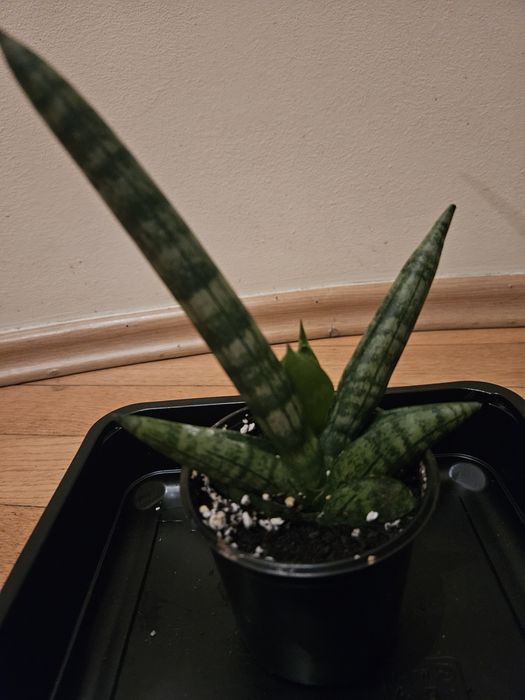 Sansevieria cylindryczna 'Boncel'