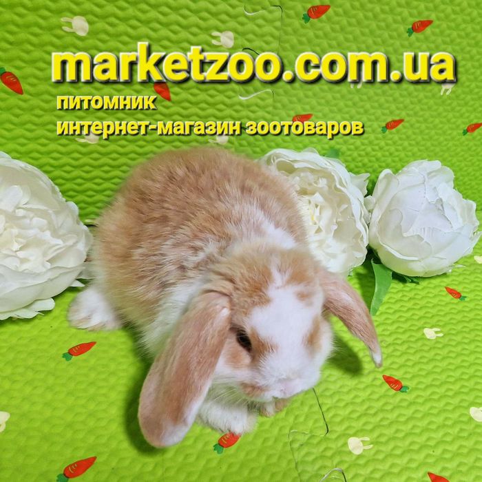 Мини міні mini lop вислоухий карликовый баранчик кролик кролики крольч