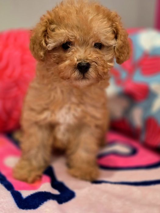 Suczka maltipoo!