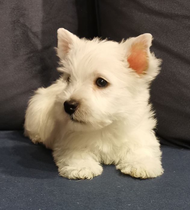 Piesek West highland white terrier