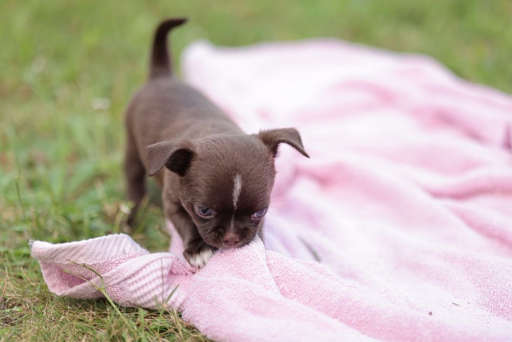 Chihuahua czekoladowy chłopczyk krótkowłosy
