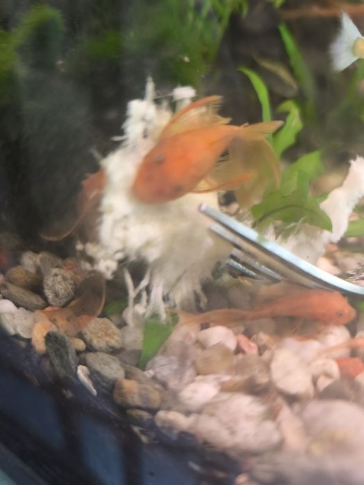 Zbrojnik ancistrus red weloniasty