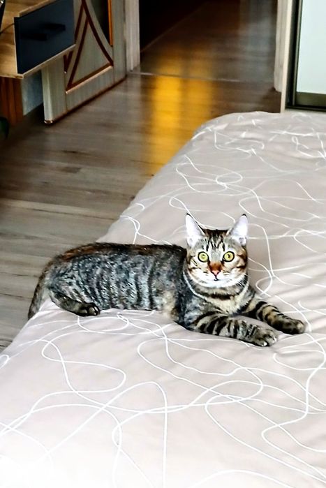 Коти безкоштовно