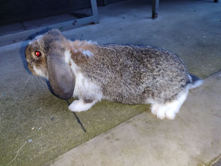 Baran francuski królik samiec samica króliki barany francuskie