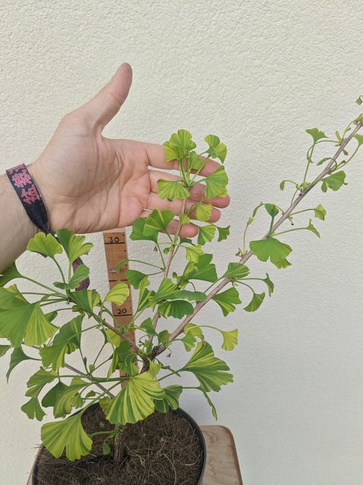 Ginkgo Biloba variegada 
.
Planta ornamental de jardim
.
±50/60 cms