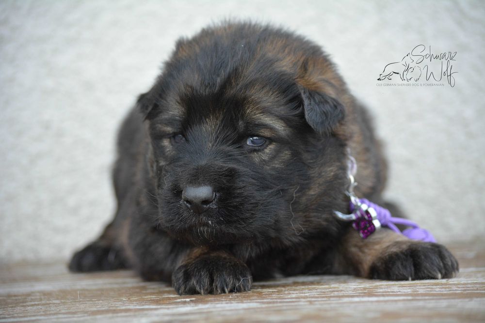 Owczarek staroniemiecki dziewczynka wilczasta