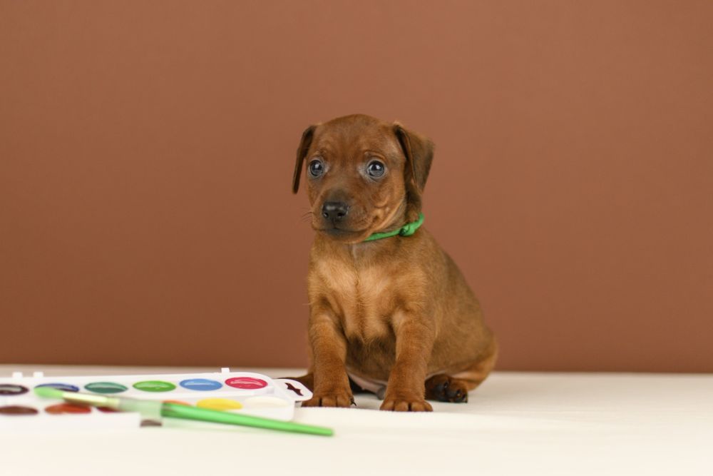 Цуценята цвергпінчера