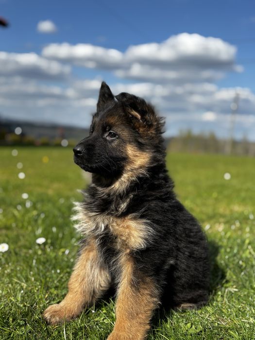 Owczarek Niemiecki Długowłosy