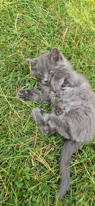 Віддам кошення 2 місяці