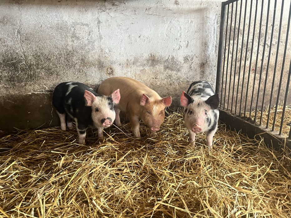 Sprzedam prosiaki,prosięta