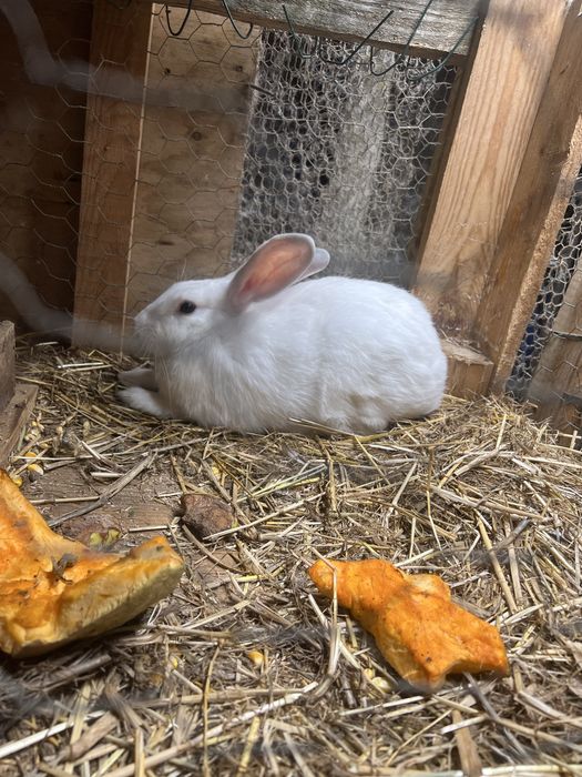 Vendo 4 coelhos