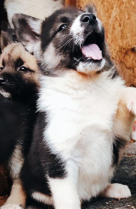 Хлопчик та дівчинка -