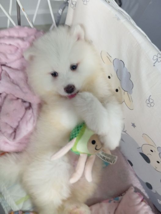 Samoyed samojed szczeniak