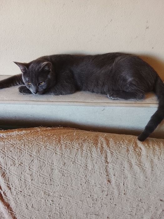 Gatos para adoção